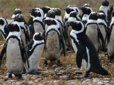 grootbos-african-penguins