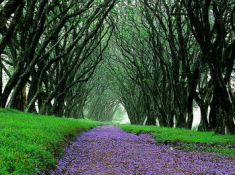 highgrove-house-jacaranda