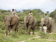 kapama-ellie-safari